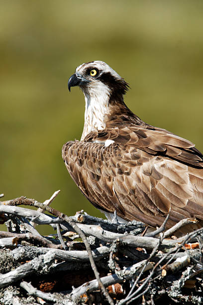 istock Osprey, Pandion haliaetus, 467104173