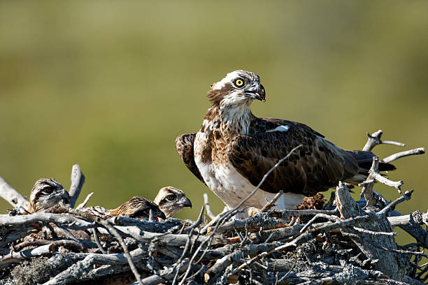 istock Osprey, Pandion haliaetus, 467104193