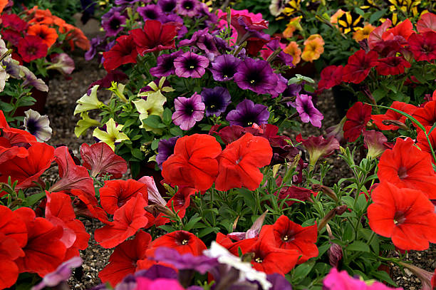 istock Flowers from Mexico to the world 467104202