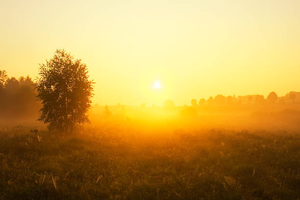 istock Beautiful sunsrise on foggy meadow 467104308