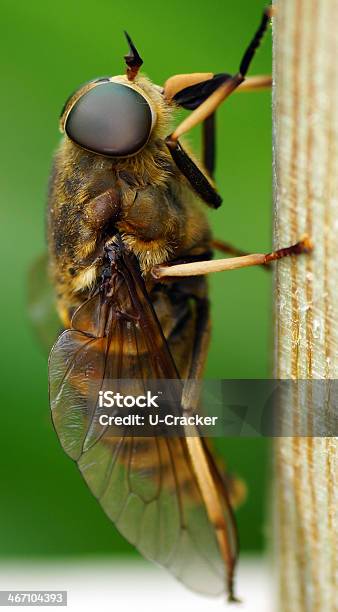 Rossbremse Gartenzaun Makroam - Fotografie stock e altre immagini di Antenna - Parte del corpo animale - Antenna - Parte del corpo animale, Close-up, Composizione verticale