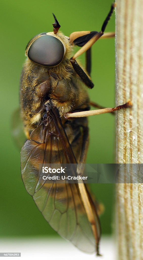 Rossbremse am Gartenzaun-Makro - Foto de stock de Antena - Parte do corpo animal royalty-free