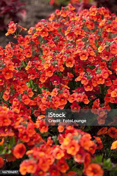 Red Summer Flowers Stock Photo - Download Image Now - Agricultural Field, Agriculture, Cereal Plant