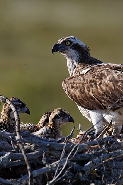 istock Osprey, Pandion haliaetus, 467104763