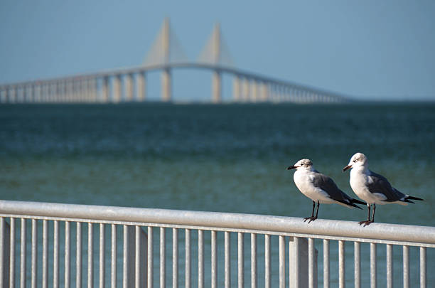 istock Seagulls in front of Skyway Bridge 467105647