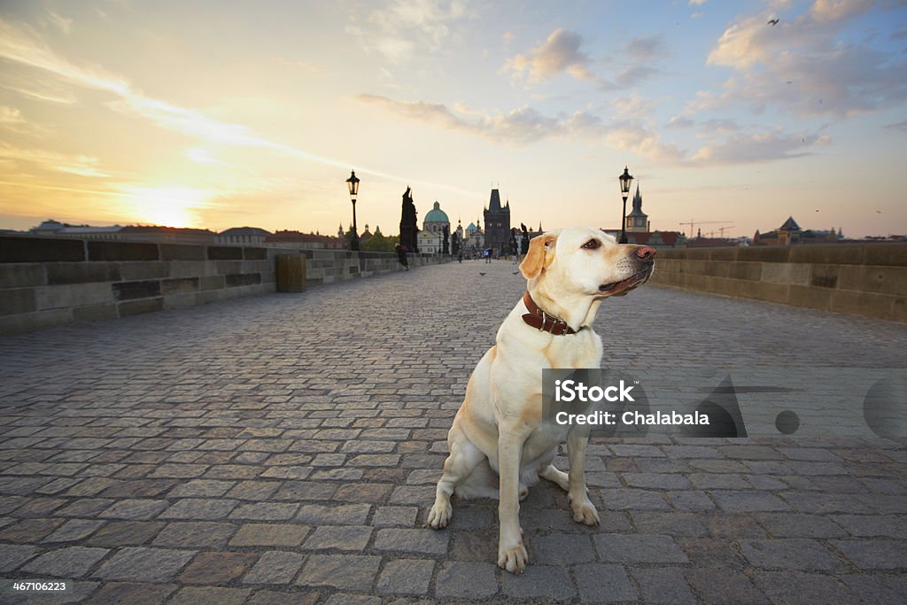 Lever du soleil sur Prague - Photo de Animaux de compagnie libre de droits