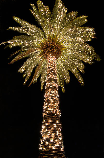 istock Charleston Palmetto Christmas 467106307