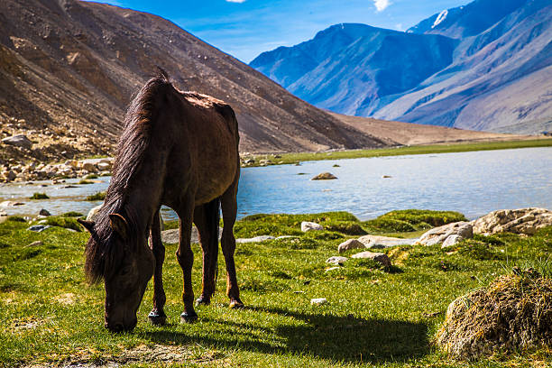 istock Wild Horse In Himalayas 467106535
