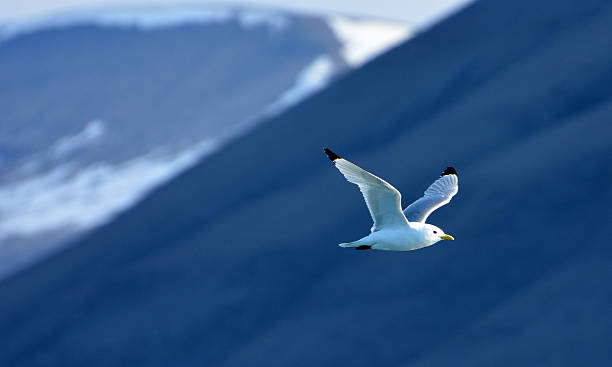 istock Seagull in the air. 467106649