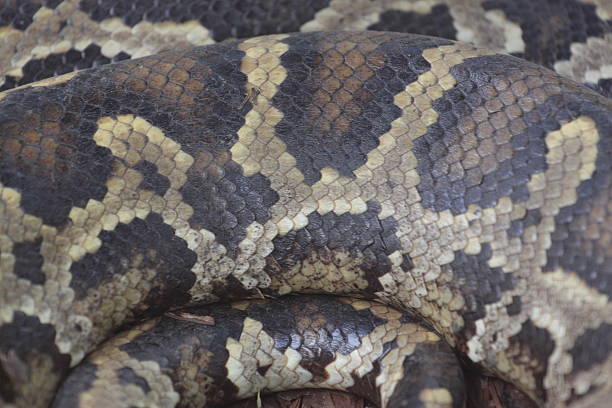 istock Skin of Boa. 467106941
