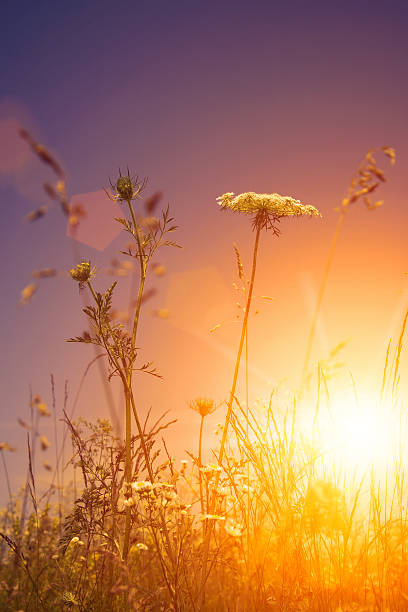 istock Beauty wild flowers under the evening sun, environmental backgro 467107757