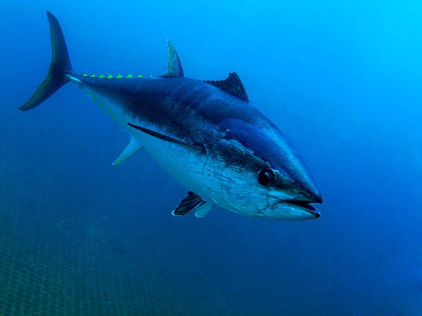 Tuna Bluefin Tuna Closeup Underwater Photo commercial tuna fishing stock pictures, royalty-free photos & images