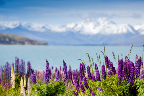 Majestic mountain lake with llupins blooming