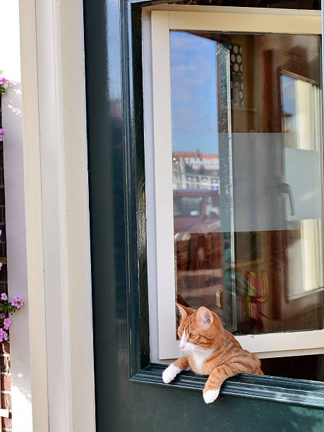 istock Cat leaning over the green door. 467108170