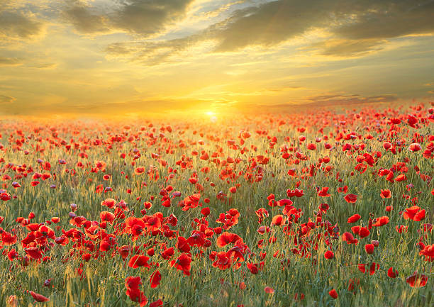 istock sunset over poppy field 467108371