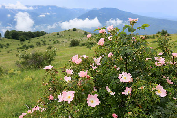nice dog rose bush in mountains