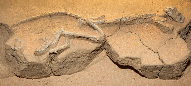 istock tasmanian tiger very old fossil 467108476