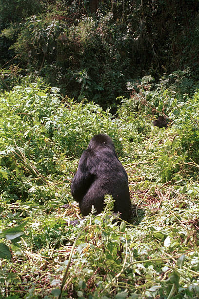 마운틴고릴라, 화산 국립 공원, 르완다에 - nyiragongo 뉴스 사진 이미지