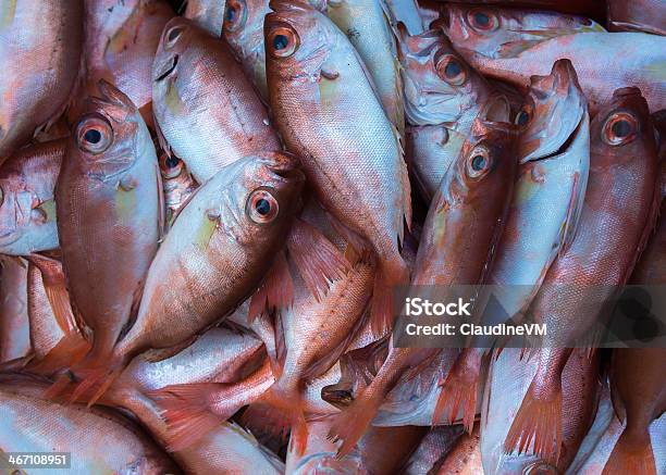 Cor De Cobre Peixe Capturado Para O Mar Do Sul Chinês - Fotografias de stock e mais imagens de China
