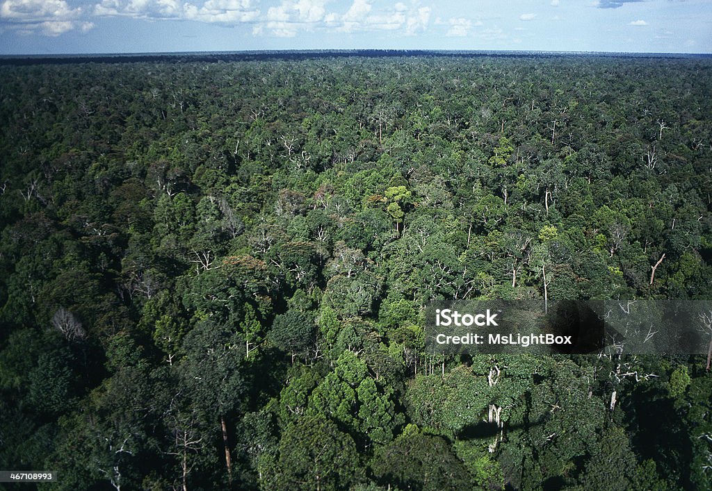 Las tropikalny & branży naftowej. - Zbiór zdjęć royalty-free (Las deszczowy)