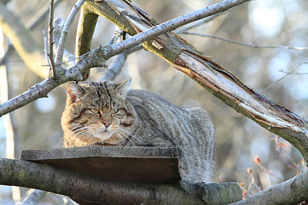 europäische wildkatze preferencias individuales waldkatze - geschützt fotografías e imágenes de stock