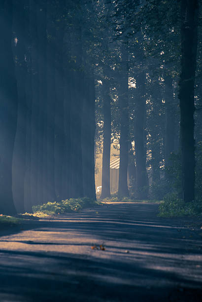 istock Foggy Morning at the park 467111185