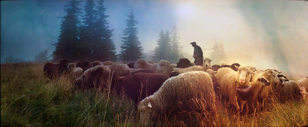 An old piece of photographic art The life of shepherds and sheep in the mountains. The special non-digital processing technology of film photography, without the use of Photoshop filters. shepherd stock pictures, royalty-free photos & images