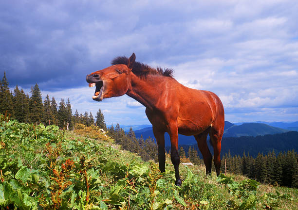 歌 loschad - european alps carpathian mountain range evergreen tree tree ストックフォトと画像