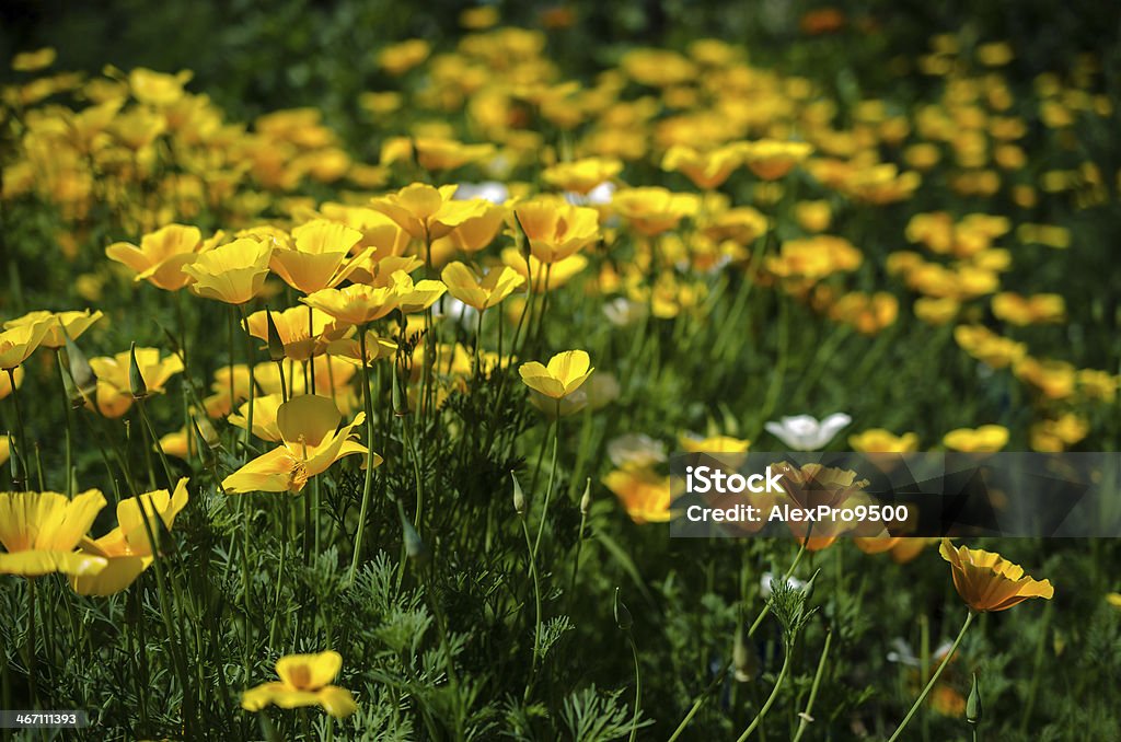 California Mak Kwiaty (Eschscholzia californica) - Zbiór zdjęć royalty-free (Bez ludzi)