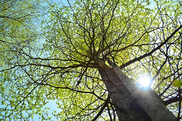 istock Tree grow verdant leaves in spring season 467111626