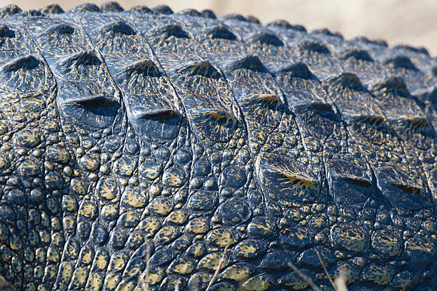istock close-up of crocodile skin 467111825