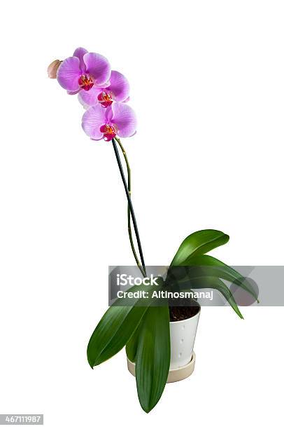 Orquídea Phalaenopsistropical Contra Fondo Blanco Foto de stock y más banco de imágenes de Flor - Flor, Recortable, Tiesto