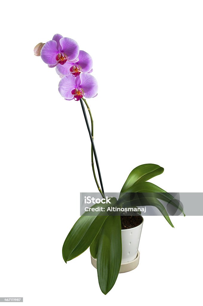 Phalaenopsis orchidées tropicale sur fond blanc - Photo de Cache-pot libre de droits