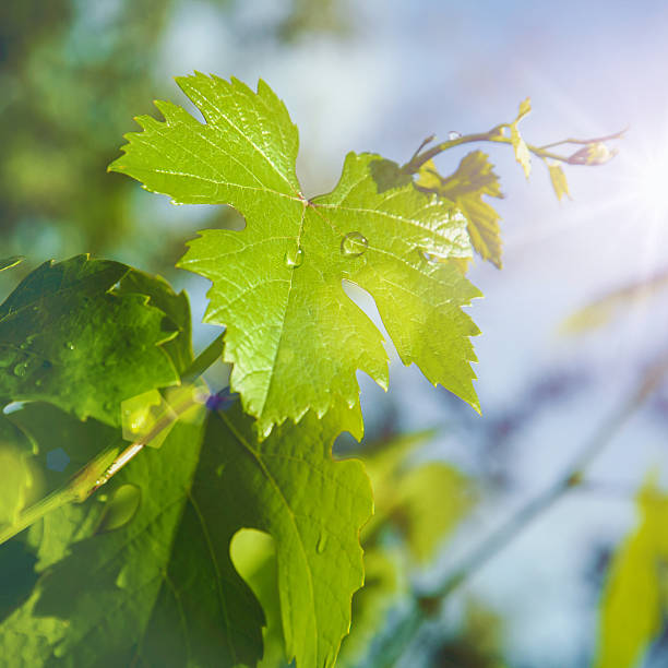 istock vineyard after the morning rain, abstract natural backgrounds 467112123