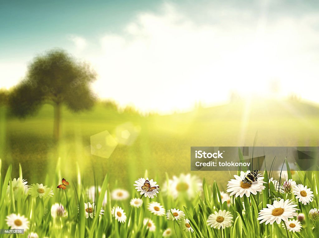 Bright summer afternoon. Natural backgrounds with beauty chamomi Bright summer afternoon. Natural backgrounds with beauty chamomile flowers Daisy Stock Photo