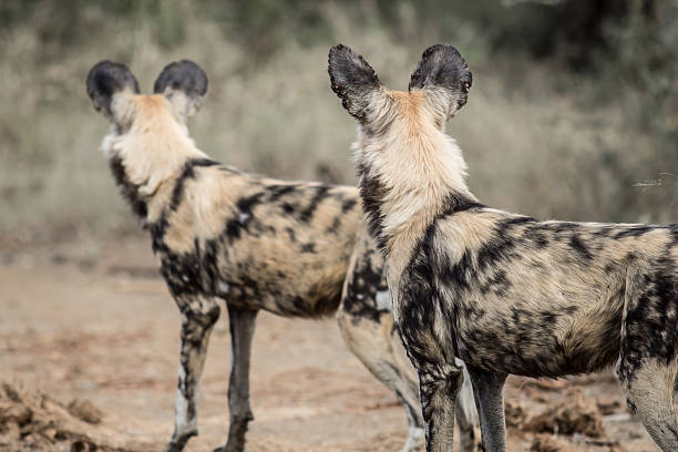 Wilddogs staring into the distance Two wild dogs. prowling stock pictures, royalty-free photos & images