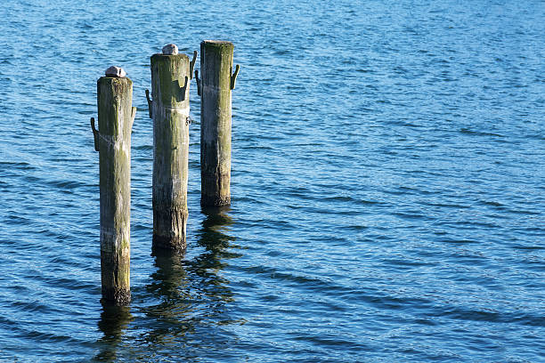 istock wooden poles in the blue water 467112868