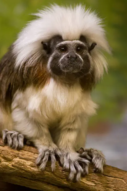 Photo of Tamarin