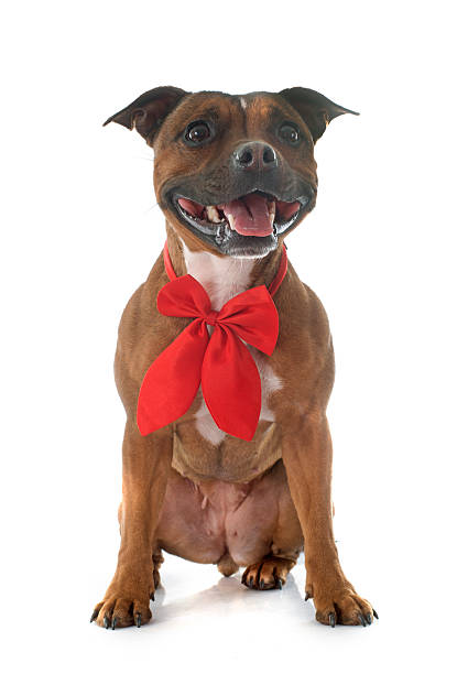 istock Staffordshire bull terrier 467113062