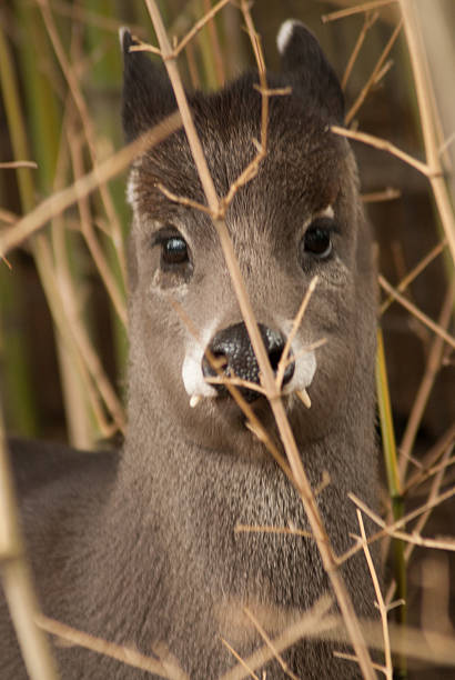 Fanged Deer Fanged deer hiding in the bamboo fanged stock pictures, royalty-free photos & images