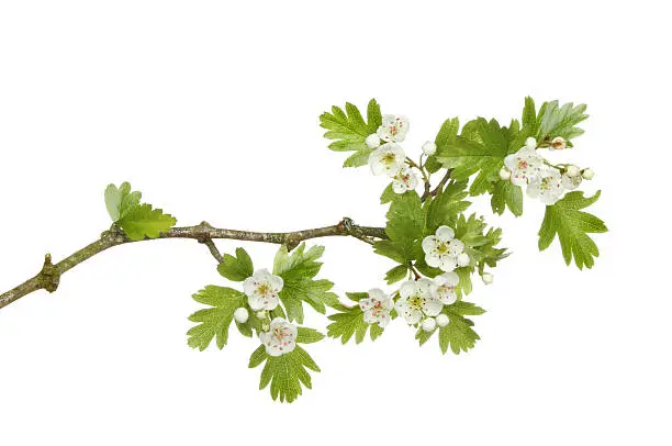 May blossom, Spring  flowers and leaves of a hawthorne tree isolated against white