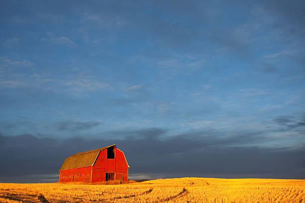 istock Classic Red Barn in the Midwest During Fall Harvest 467113440