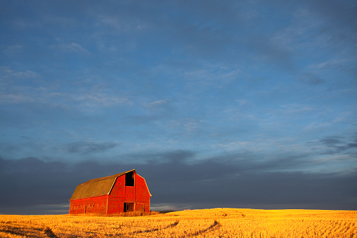 A classic red barn on the plains. Dramatic evening lighting. Rural midwest scenic. This beautiful scene depicts a simple agriculture scene on a farm. Farming is a major industry in the entire midwest or breadbasket region of the United States and Canada. Additional themes include harvest, fall, landscape, prairie, rural, gold, wheat, autumn, scenic, simple, sky, vast, and rolling hills. No filters used. Kansas, United States.