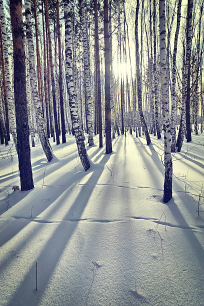 istock Bright sunny day in a winter birch wood 467113493