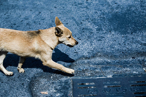 istock dog walking on  a street 467113576
