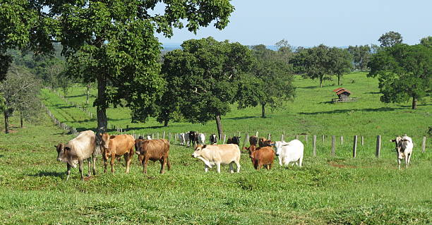 Cattle on Pasture in Brazil