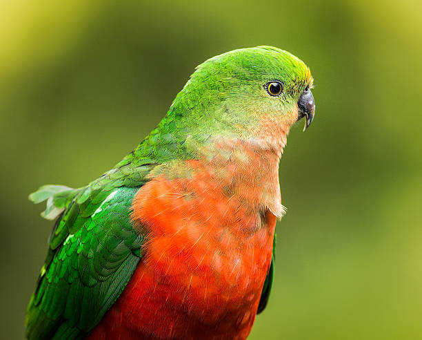 820+ Australian King Parrot Stock Photos, Pictures & Royalty-Free ...