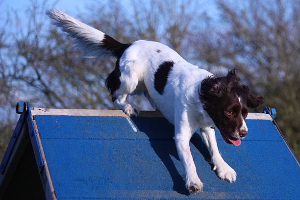 istock working type english springer spaniel pet gundog doing agility 467114216