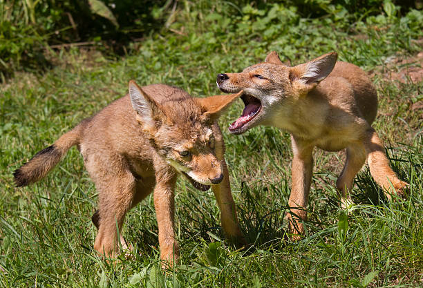 Coyote Pups at Den
