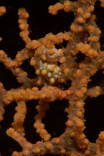 istock Yellow pigmy seahorse bargibanti 467114413